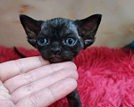 Кошки в Горячем Ключе: Котенок Девон Рекс черная девочка Девочка, 70 000 руб. - фото 4