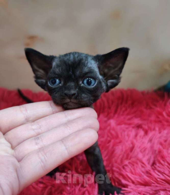 Кошки в Горячем Ключе: Котенок Девон Рекс черная девочка Девочка, 70 000 руб. - фото 4