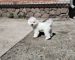 Собаки в Абакане: Красавчик ДЖАЗ Мальчик, 80 000 руб. - фото 1