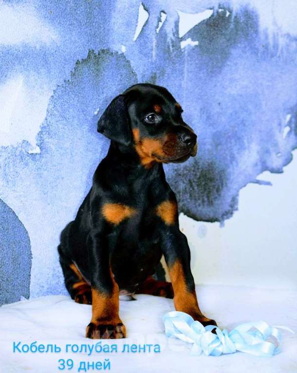 Собаки в Воронеже: Сабуров 💙 Мальчик, 100 000 руб. - фото 2