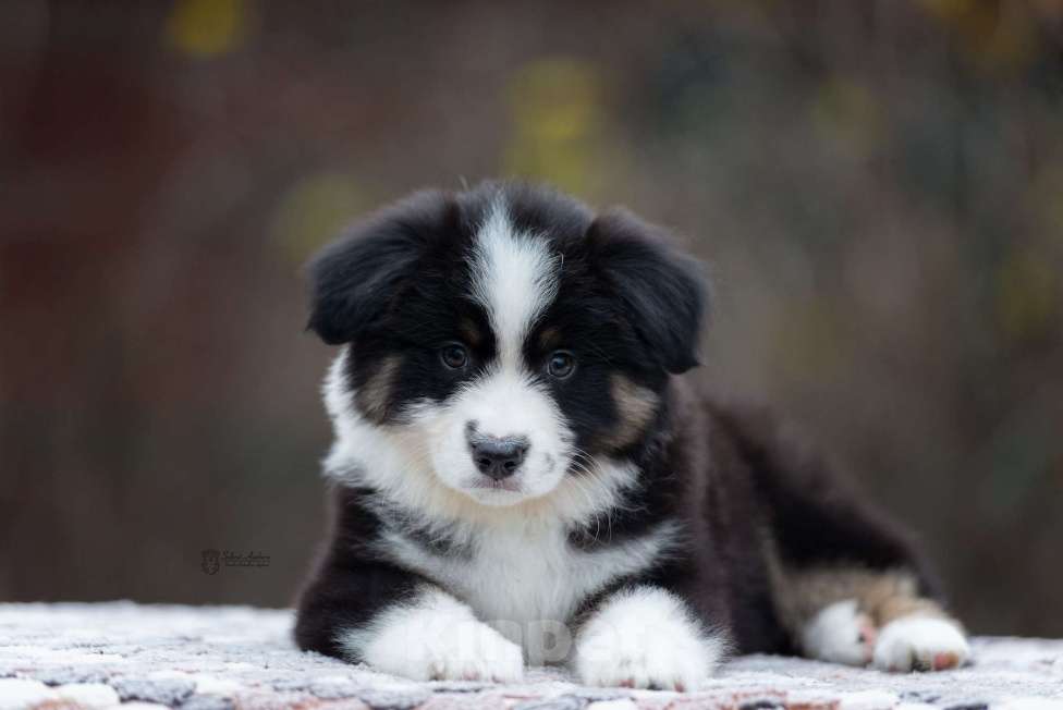 Собаки в Москве: Миниатюрная американская овчарка (мини-аусси) Девочка, 100 000 руб. - фото 4