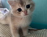 Кошки в Тюмени: Котёнок голубое золото Мальчик, 40 000 руб. - фото 2
