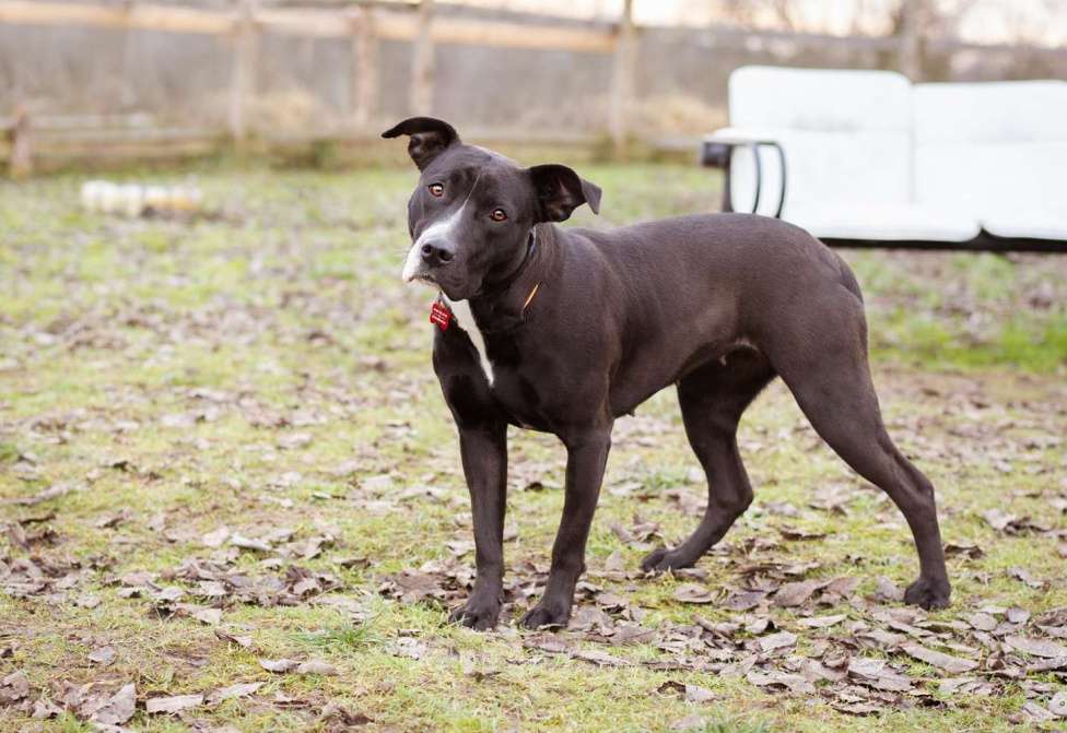 Собаки в Москве: Молодая, послушная, добрая девочка. Бывшедомашняя собака в приюте Девочка, Бесплатно - фото 2