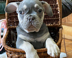 Собаки в Энгельс: породистые щенки французского бульдога Разнополые, 75 000 руб. - фото 7