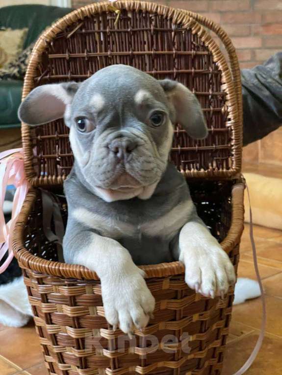 Собаки в Энгельс: породистые щенки французского бульдога Разнополые, 75 000 руб. - фото 7