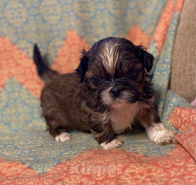 Собаки в Санкт-Петербурге: Очаровательная девочка золотого окраса  Девочка, 40 000 руб. - фото 3