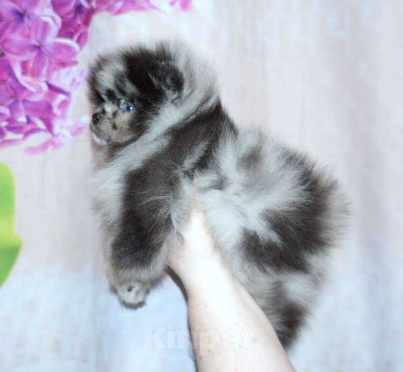 Собаки в Рязани: Мраморный шпиц  Мальчик, 25 000 руб. - фото 3