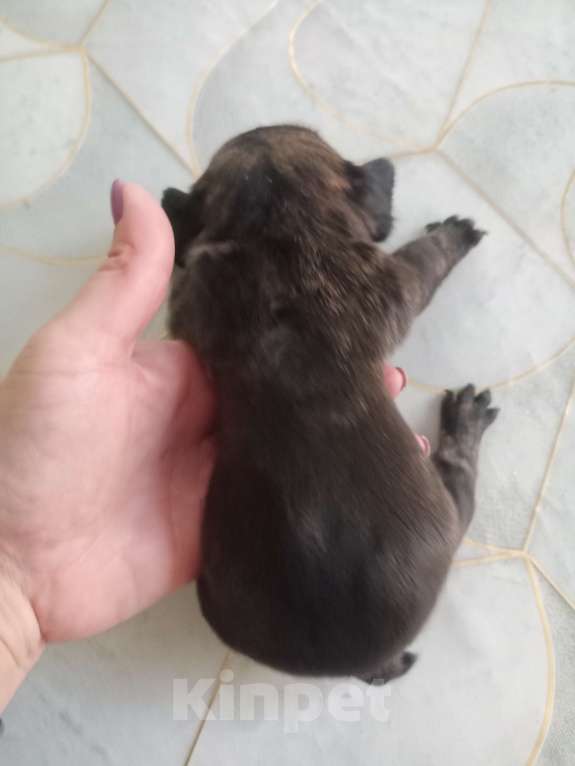 Собаки в Светлограде: Девочка  Девочка, 12 000 руб. - фото 2