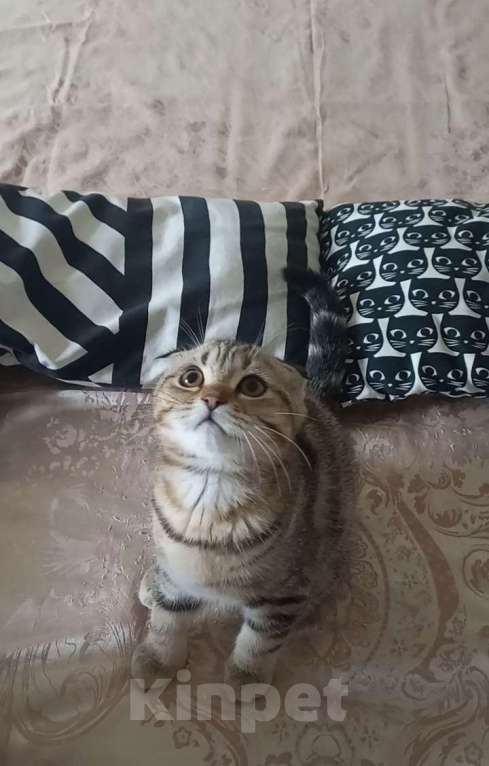 Кошки в Москве: Шотландский вислоухий котёнок  Мальчик, 10 000 руб. - фото 2