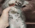 Кошки в Томске: Котёнок в добрые руки Девочка, Бесплатно - фото 3