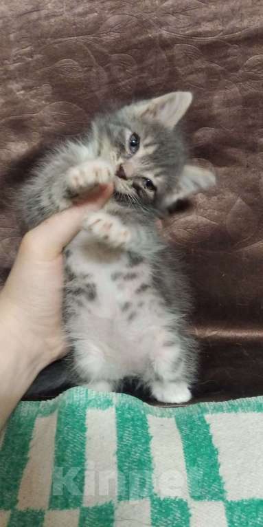 Кошки в Томске: Котёнок в добрые руки Девочка, Бесплатно - фото 3