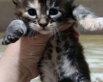 Кошки в Пролетарске: Бронь котят Мейн-Кунят  Мальчик, Бесплатно - фото 6