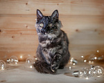 Кошки в Москве: В дар котенок Крошка - черный носик, трехцветный хвостик. Девочка, 10 руб. - фото 7