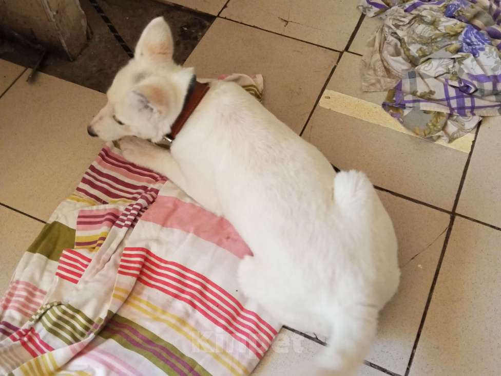 Собаки в Нижнем Новгороде: Щенок в добрые руки Девочка, Бесплатно - фото 4