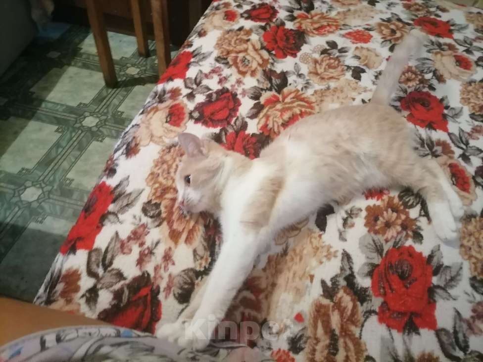 Кошки в Курске: срочно отдам прекрасную добрую кошечку в добрые руки! Девочка, Бесплатно - фото 4