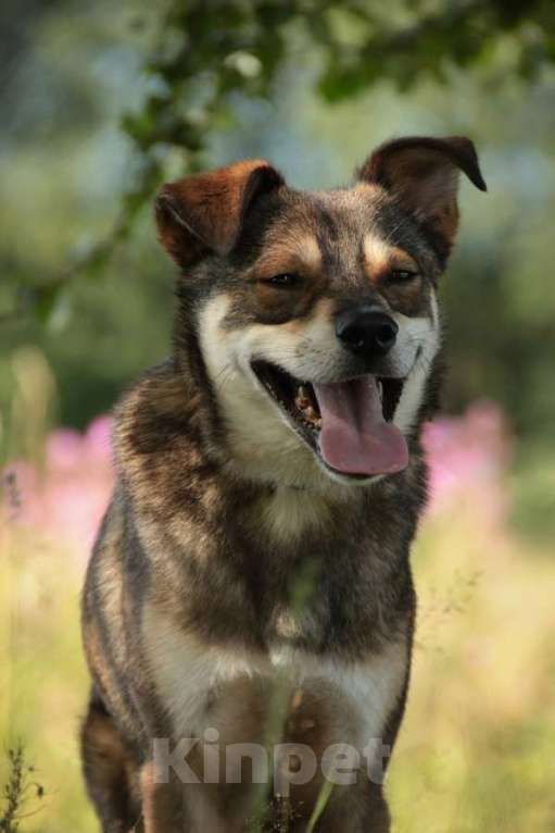 Собаки в Санкт-Петербурге: Всегда всем довольный небольшой пёсик Мальчик, Бесплатно - фото 7