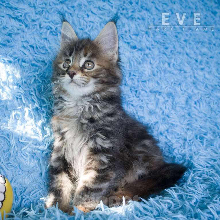 Кошки в других городах Воронежской области: Ева — мраморное чудо с шелковым характером Девочка, 50 000 руб. - фото 4