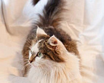 Кошки в Москве: Миниатюрная кошка Китти в добрые руки Девочка, Бесплатно - фото 2