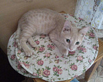 Кошки в Добрянке: Персиковый котик, 50 руб. - фото 3