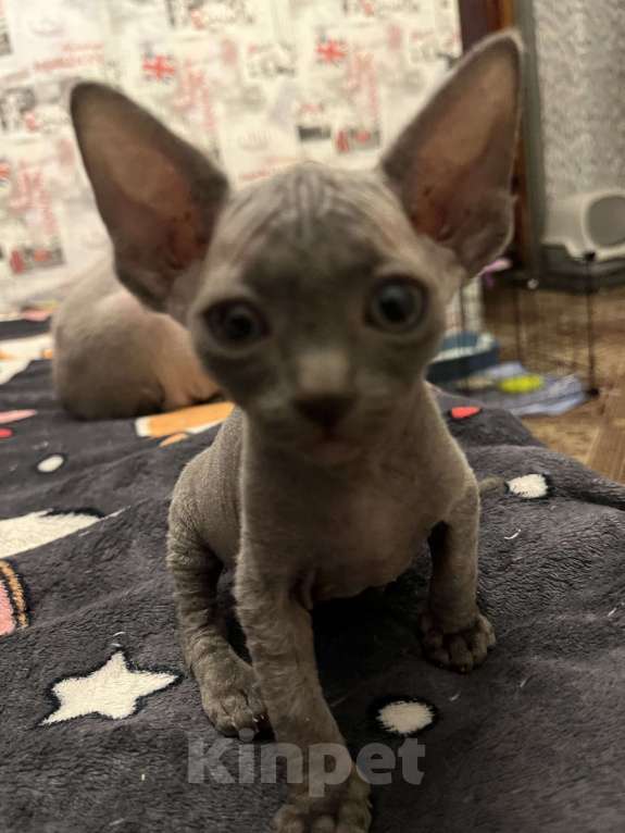 Кошки в Москве: Девочка канадский сфинкс Девочка, 15 000 руб. - фото 2