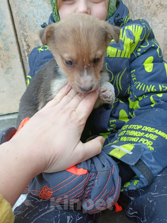 Собаки в других городах Свердловской области: Щенки ищут хозяев  Девочка, Бесплатно - фото 2