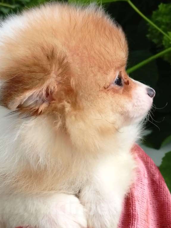 Собаки в Воронеже: Минимишшки Разнополые, 10 000 руб. - фото 7