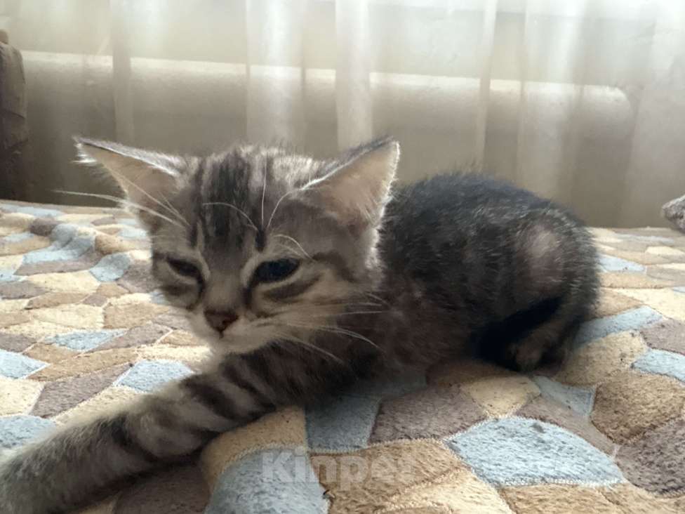 Кошки в других городах Воронежской области: Котята в добрые руки  Девочка, Бесплатно - фото 2