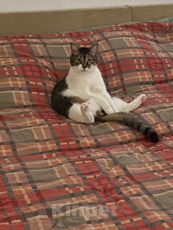 Кошки в Санкт-Петербурге: Отдам кота на передержку Мальчик, Бесплатно - фото 2