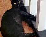 Кошки в Одинцово: котик остался без хозяина Мальчик, Бесплатно - фото 1
