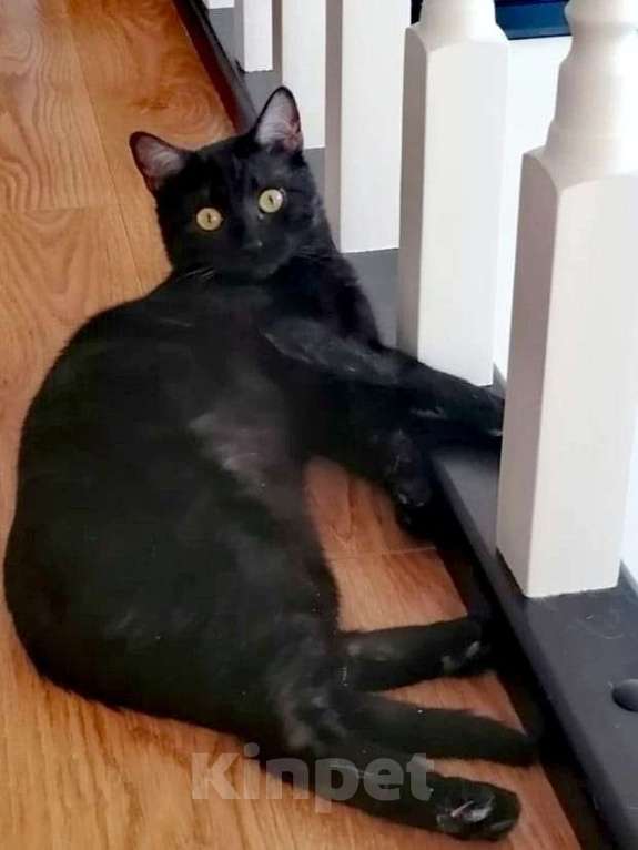 Кошки в Одинцово: котик остался без хозяина Мальчик, Бесплатно - фото 1
