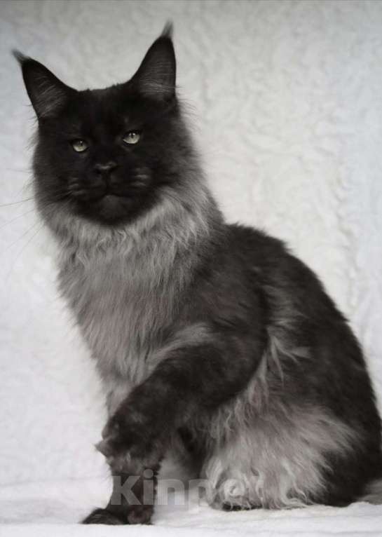 Кошки в Карачеве: Котик Мейн Кун, 10 000 руб. - фото 1