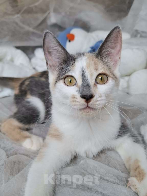 Кошки в Москве: Котёнок с ромбиком на носу в добрые руки  Девочка, Бесплатно - фото 1