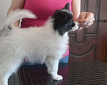 Собаки в Ярославле: Элитные щенки папийона Мальчик, 50 руб. - фото 5
