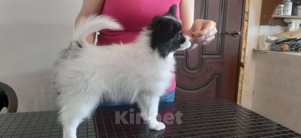 Собаки в Ярославле: Элитные щенки папийона Мальчик, 50 руб. - фото 5