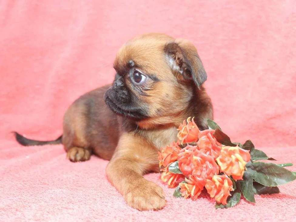 Собаки в Санкт-Петербурге: Маленькая прелесть Девочка, 80 000 руб. - фото 10