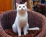 Кошки в Москве: Котик Беляш - белый малыш ищет дом, в дар Мальчик, Бесплатно - фото 4