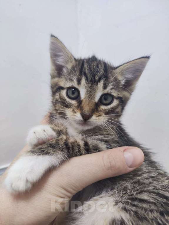 Кошки в Москве: Кошка с ладошку. Котенок Бирка в дар Девочка, Бесплатно - фото 2