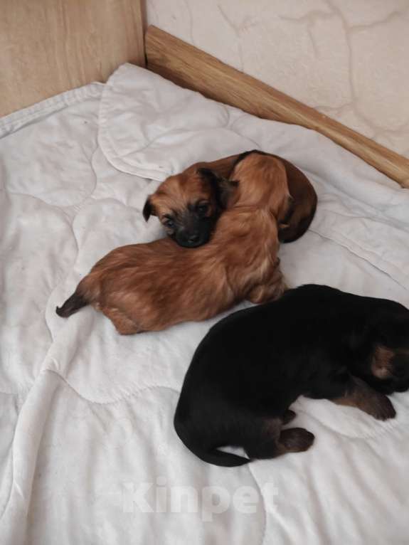 Собаки в Ростове-на-Дону: ЙОРКТИЗ 1 Мальчик, 30 000 руб. - фото 1