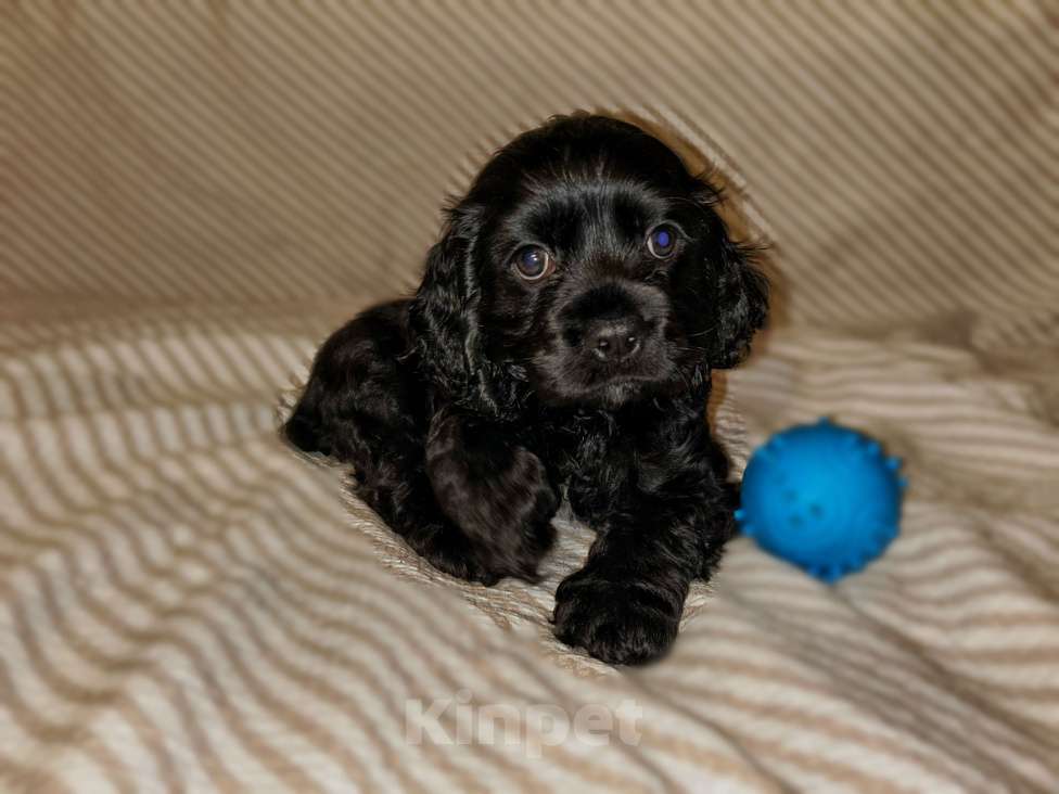 Собаки в Новосибирске: Американский Кокер спаниель щенки Мальчик, 20 000 руб. - фото 4