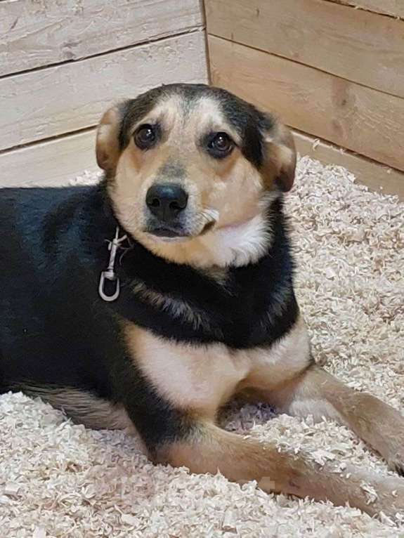 Собаки в Москве: Бари Мальчик, Бесплатно - фото 2