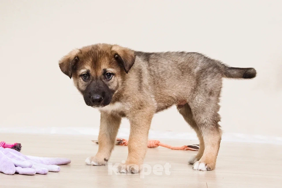 Собаки в Лосином-Петровском: Форест якутенок Мальчик, Бесплатно - фото 3