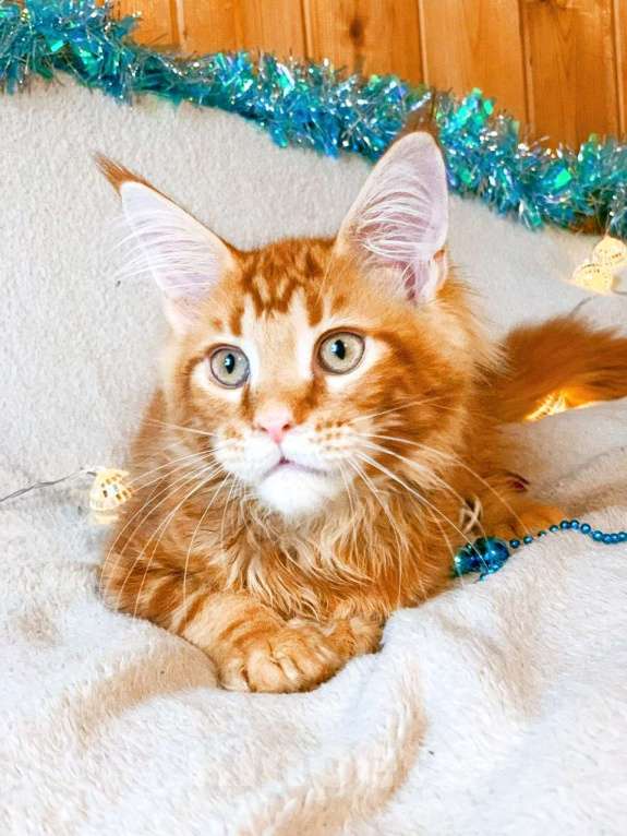 Кошки в Челябинске: КОТЕНОК МЕЙН-КУН  Мальчик, Бесплатно - фото 5