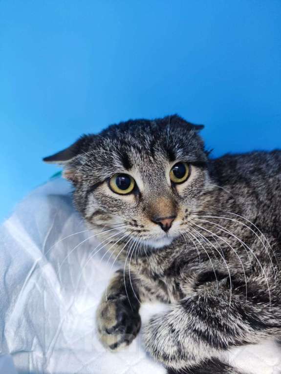 Кошки в Москве: Полосочка, кошка, которой угрожали на улице Девочка, Бесплатно - фото 3