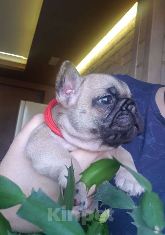 Собаки в Москве: Девочка в окрасе Шоко-фавн Девочка, 50 000 руб. - фото 1