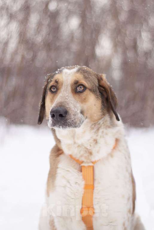 Собаки в Москве: Очень красивый Дэнни в поисках дома Мальчик, Бесплатно - фото 3