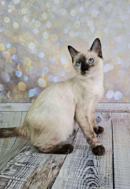 Кошки в Москве: Голубоглазый котёнок в добрые руки  Девочка, Бесплатно - фото 3