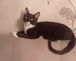 Кошки в Москве: Черный котик в добрые руки Мальчик, 1 руб. - фото 1