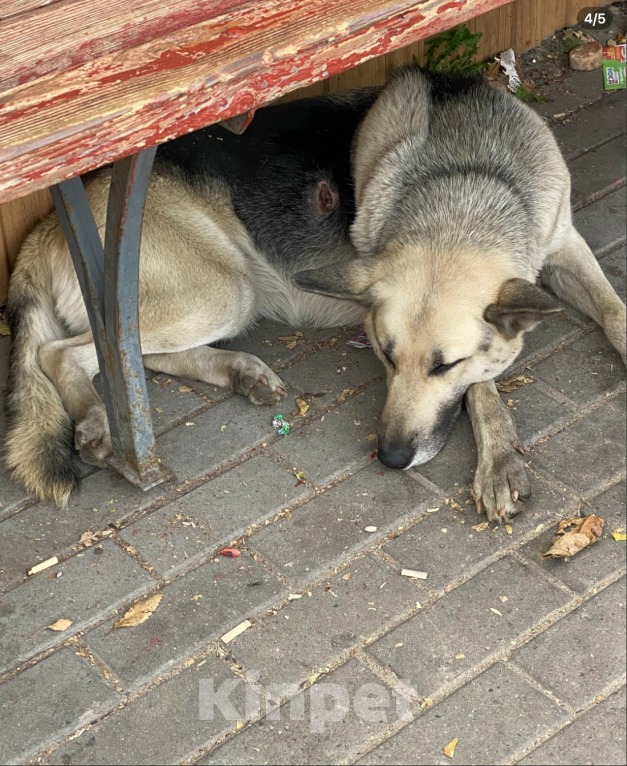 Собаки в Воронеже: Моника, метис восточно-европейской овчарки Девочка, Бесплатно - фото 3