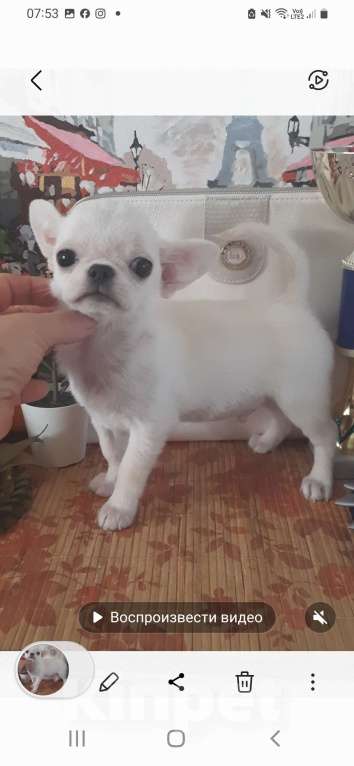 Собаки в Москве: Беленький мальчик г/ш Мальчик, 22 000 руб. - фото 4