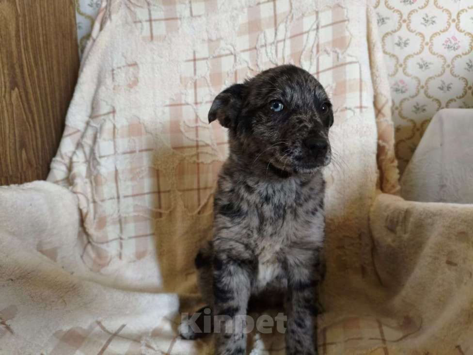 Собаки в Санкт-Петербурге: Редкий щенок Девочка, Бесплатно - фото 4